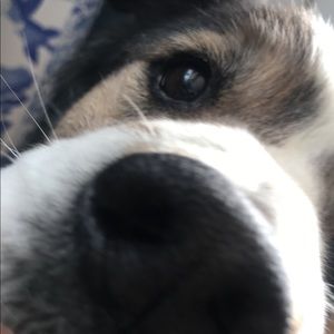 Meet your Posher, Karol